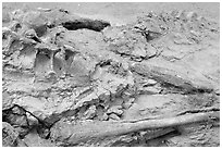 Dinosaur bones, Dinosaur Provincial Park. Alberta, Canada ( black and white)