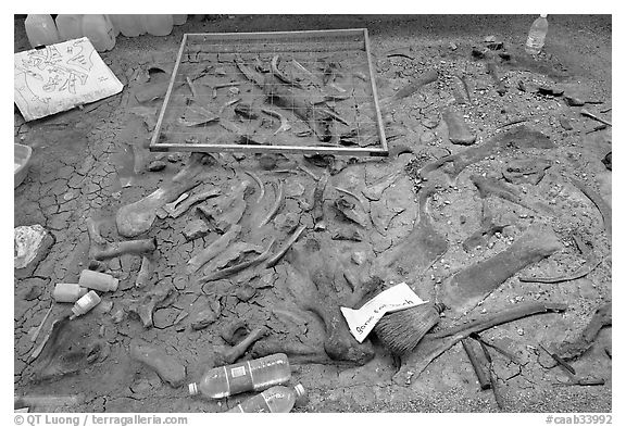 Dinosaur fossil excavation site, Dinosaur Provincial Park. Alberta, Canada (black and white)