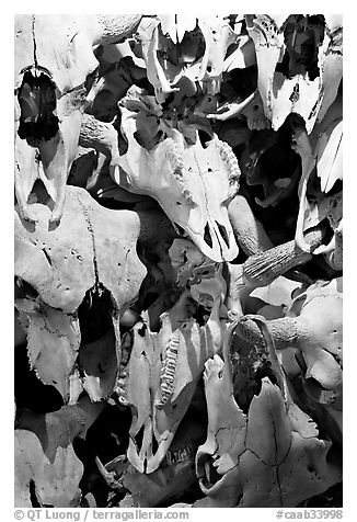 Stack of buffalo skulls, Head-Smashed-In Buffalo Jump. Alberta, Canada (black and white)
