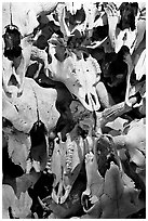 Stack of buffalo skulls, Head-Smashed-In Buffalo Jump. Alberta, Canada (black and white)