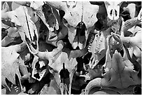 Buffalo skulls, Head-Smashed-In Buffalo Jump. Alberta, Canada ( black and white)