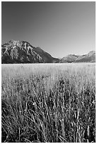 Grass prairie and front range Rocky Mountain peaks. Waterton Lakes National Park, Alberta, Canada (black and white)