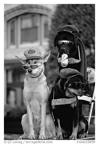 Two performing dogs. Victoria, British Columbia, Canada (black and white)