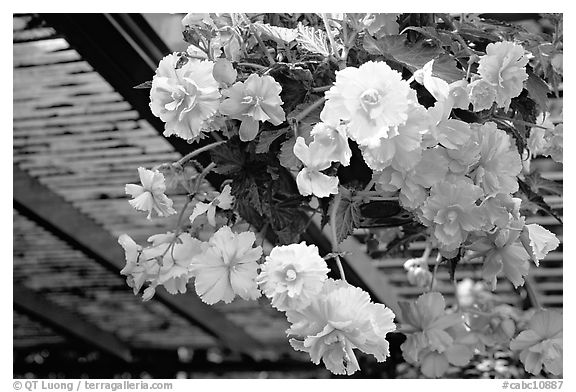 Hanging baskets of begonias. Butchart Gardens, Victoria, British Columbia, Canada (black and white)