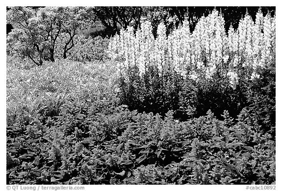 Patches of flowers. Butchart Gardens, Victoria, British Columbia, Canada (black and white)