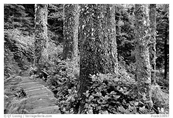 Boardwalk and trees in rain forest. Pacific Rim National Park, Vancouver Island, British Columbia, Canada