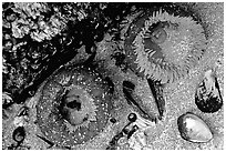 Green anemones and shells exposed at low tide. Pacific Rim National Park, Vancouver Island, British Columbia, Canada ( black and white)