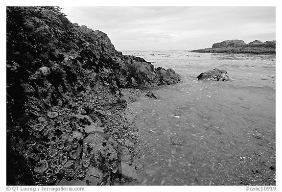 Cove and rock festoned with anemones south of Long Beach. Pacific Rim National Park, Vancouver Island, British Columbia, Canada (black and white)