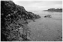 Cove and rock festoned with anemones south of Long Beach. Pacific Rim National Park, Vancouver Island, British Columbia, Canada ( black and white)
