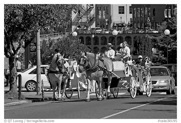 Horse carriagess on the street. Victoria, British Columbia, Canada (black and white)