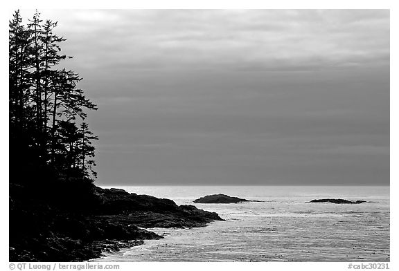 Trees and silvery light on Ocean, late afternoon. Pacific Rim National Park, Vancouver Island, British Columbia, Canada (black and white)