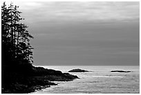 Trees and silvery light on Ocean, late afternoon. Pacific Rim National Park, Vancouver Island, British Columbia, Canada (black and white)