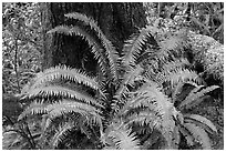 Ferns and trunk. Pacific Rim National Park, Vancouver Island, British Columbia, Canada (black and white)