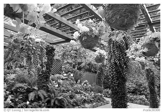 Bower overflowing with hanging baskets of begonias and fuchsias. Butchart Gardens, Victoria, British Columbia, Canada (black and white)