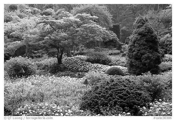 Annual flowers and trees in Sunken Garden. Butchart Gardens, Victoria, British Columbia, Canada (black and white)