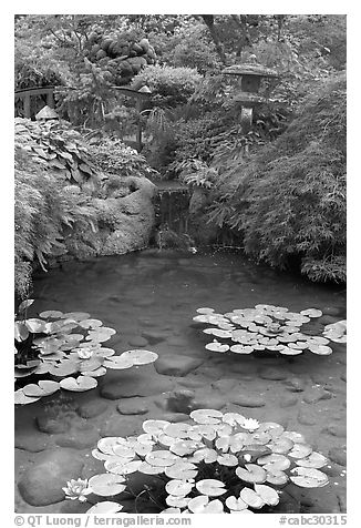 Lotus pond, Japanese Garden. Butchart Gardens, Victoria, British Columbia, Canada (black and white)