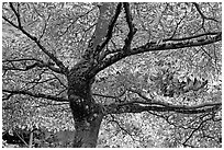 Variegated Dogwood (Cornus alba), Japanese Garden. Butchart Gardens, Victoria, British Columbia, Canada (black and white)