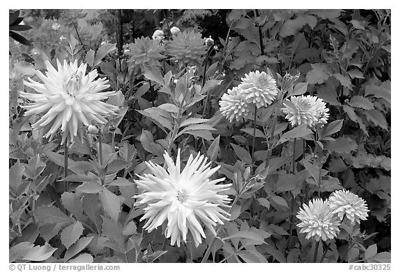 Dahlias. Butchart Gardens, Victoria, British Columbia, Canada (black and white)