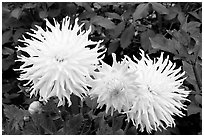 Yellow and pink Dahlias. Butchart Gardens, Victoria, British Columbia, Canada (black and white)