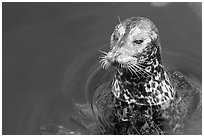Harbour seal. Victoria, British Columbia, Canada (black and white)