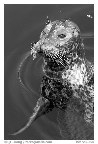 Harbour seal. Victoria, British Columbia, Canada (black and white)