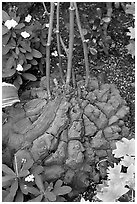 Elephant's foot plant,  Bloedel conservatory, Queen Elizabeth Park. Vancouver, British Columbia, Canada (black and white)