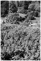 Flowers and sunken garden, Queen Elizabeth Park. Vancouver, British Columbia, Canada (black and white)