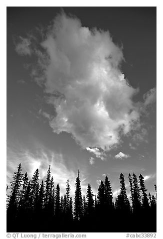 Trees and cloud, sunset. Yoho National Park, Canadian Rockies, British Columbia, Canada (black and white)