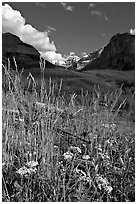 Wildflowers, mountains and Stanley Glacier, afternoon. Kootenay National Park, Canadian Rockies, British Columbia, Canada (black and white)