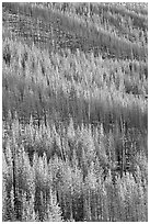 Partly burned trees on hillside. Kootenay National Park, Canadian Rockies, British Columbia, Canada (black and white)