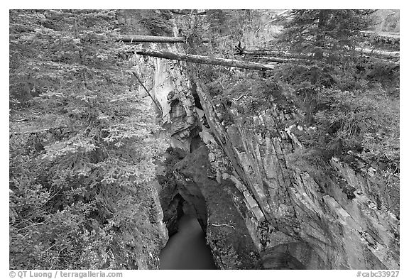 Narrow gorge spanned by fallen trees, Marble Canyon. Kootenay National Park, Canadian Rockies, British Columbia, Canada (black and white)