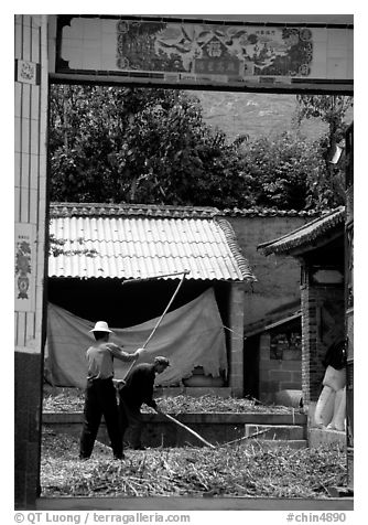 Men extract grains in a farm courtyard. Shaping, Yunnan, China (black and white)
