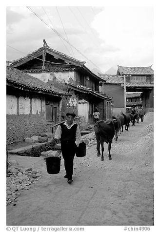 Through village streets with the cows. Baisha, Yunnan, China (black and white)