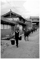 Through village streets with the cows. Baisha, Yunnan, China (black and white)