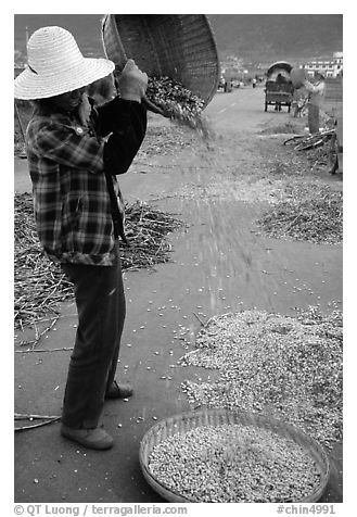 Woman sorts grain from hulls by pouring from a basket. Dali, Yunnan, China (black and white)