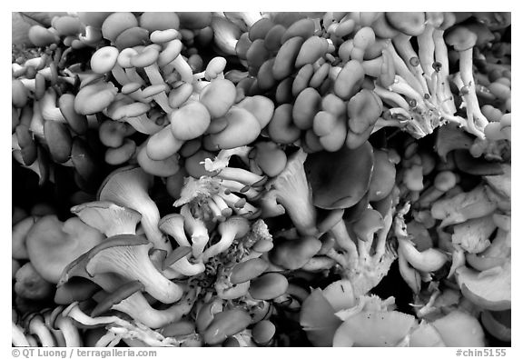 Mushrooms for sale at the market.  (black and white)