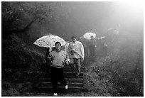 Pilgrims with umbrellas descend some of the tens of thousands of stairs. Emei Shan, Sichuan, China (black and white)