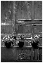 Potted flowers and wooden wall in Bailongdong temple. Emei Shan, Sichuan, China (black and white)