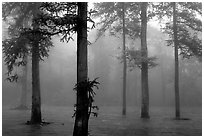 Trees outside of Xiangfeng temple in fog. Emei Shan, Sichuan, China (black and white)
