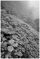 Wildflowers and ferns on a hillside in the fog between Xiangfeng and Yuxian. Emei Shan, Sichuan, China ( black and white)
