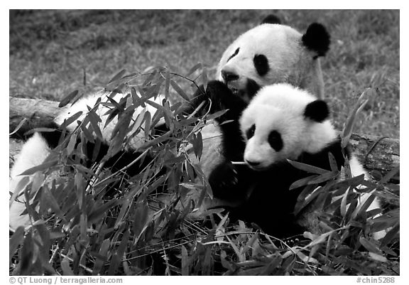 Panda mom and cubs eating bamboo leaves, Giant Panda Breeding Research Base. Chengdu, Sichuan, China (black and white)