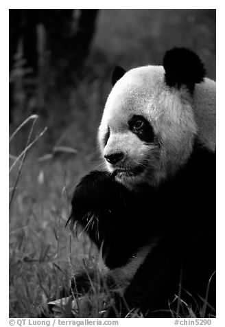 Panda eating bamboo leaves, Giant Panda Breeding Research Base. Chengdu, Sichuan, China (black and white)