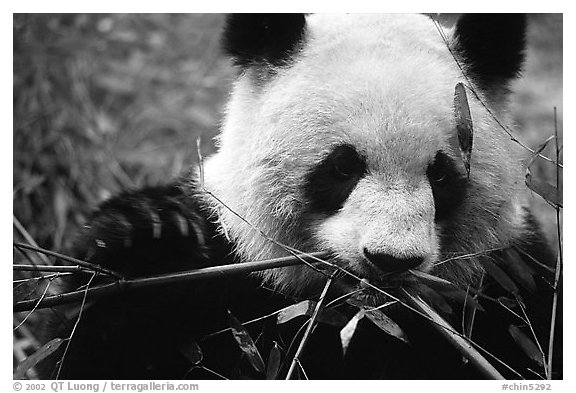 Panda eating bamboo leaves, Giant Panda Breeding Research Base. Chengdu, Sichuan, China