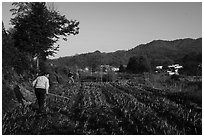 Villagers working in the fields. Xidi Village, Anhui, China ( black and white)