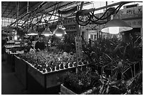 Plants for sale at Bird and Insect Market. Shanghai, China ( black and white)