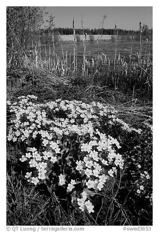 Black And White Floral. lack and white flowers