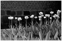 Tulips. Gotaland, Sweden ( black and white)