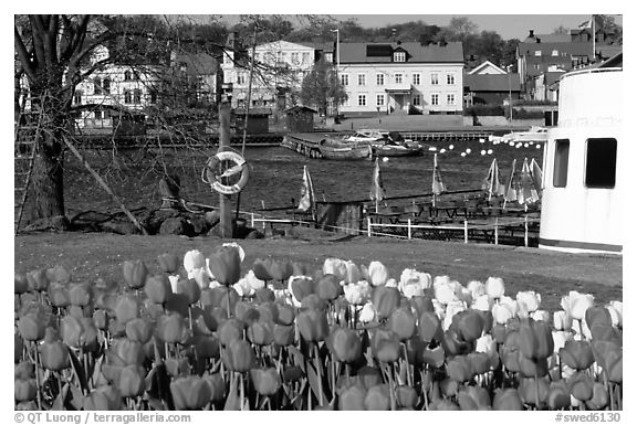 River and tulips, Vastervik. Gotaland, Sweden (black and white)