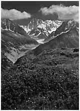 Meadow with wildflowers with Grandes Jorasses in the background, Chamonix. France ( black and white)