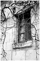 Window with dried grapes. Loire Valley, France (black and white)